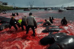 DENMARK-FISLANDS-FISHING-WHALE-TRADITIONS