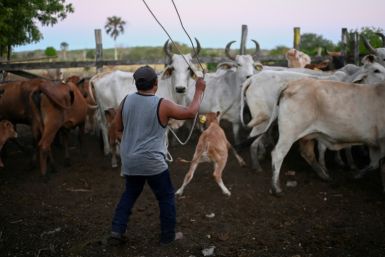 Experts say farming and deforestation increase the risk of contact between wildlife, domestic animals and humans