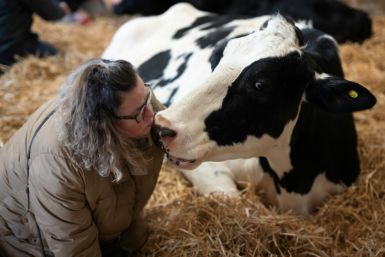 The farm sold all but five of its dairy herd because of plummetting milk prices and high inflation