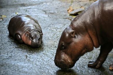 Hundreds of visitors queued at the zoo for five minutes in the enclosure