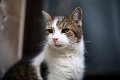 Rescue cat Larry is now on his sixth prime minister