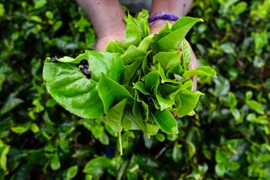 A tea picker has a gruelling job, plucking 20 kilogrammes (44 pounds) of tiny tea leaf tips for each shift
