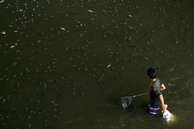 Thailand has netted more than 1.3 million kilograms of highly invasive blackchin tilapia fish