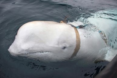 The white beluga whale was found wearing a harness, fuelling speculation it had been trained to spy